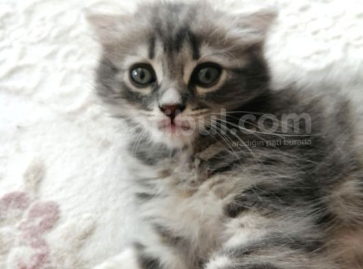 2 Aylık Bal Suratlı Scottish Fold görsel