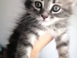 2 Aylık Bal Suratlı Scottish Fold