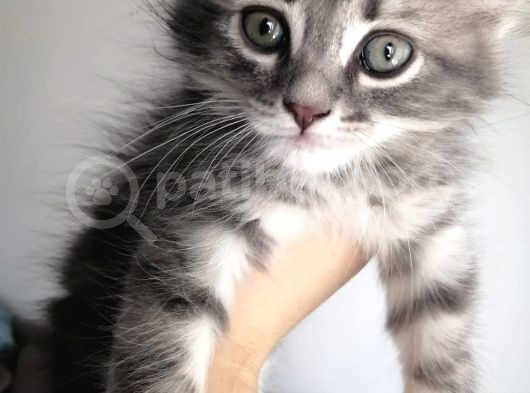 2 Aylık Bal Suratlı Scottish Fold görsel