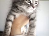 2 Aylık Bal Suratlı Scottish Fold