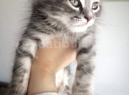 2 Aylık Bal Suratlı Scottish Fold görsel