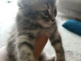 2 Aylık Bal Suratlı Scottish Fold
