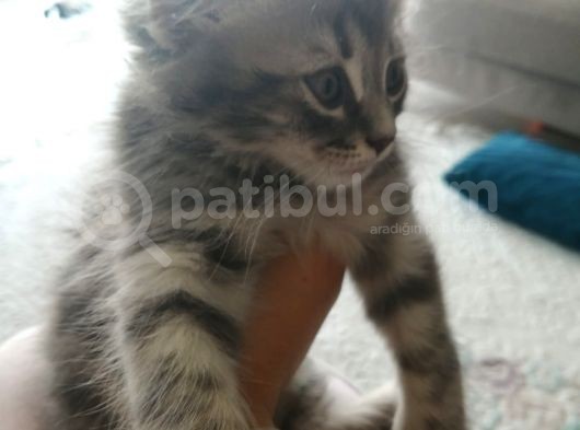 2 Aylık Bal Suratlı Scottish Fold görsel