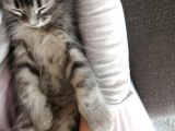 2 Aylık Bal Suratlı Scottish Fold