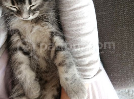 2 Aylık Bal Suratlı Scottish Fold görsel