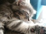 2 Aylık Bal Suratlı Scottish Fold