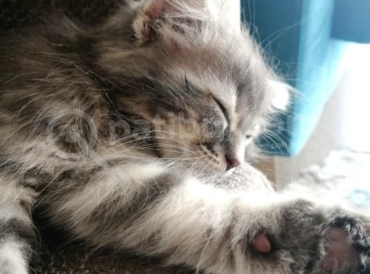 2 Aylık Bal Suratlı Scottish Fold görsel