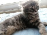 2 Aylık Bal Suratlı Scottish Fold