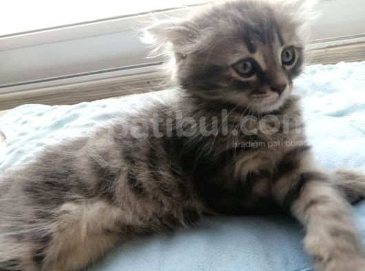 2 Aylık Bal Suratlı Scottish Fold görsel