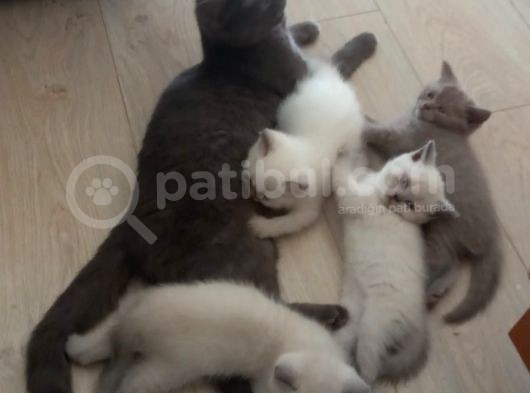 Yavrularımız Yeni Yuvalarına Gitmeye Hazır görsel