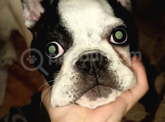 Yavru French Bulldog