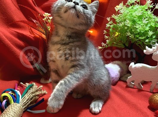 Muhteşem Güzellikte Bluegolden Dişi Yavrumuz görsel