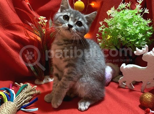 Muhteşem Güzellikte Bluegolden Dişi Yavrumuz görsel