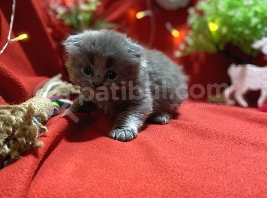 Eşsiz Kalitede Scotish Fold Yavrumuz görsel