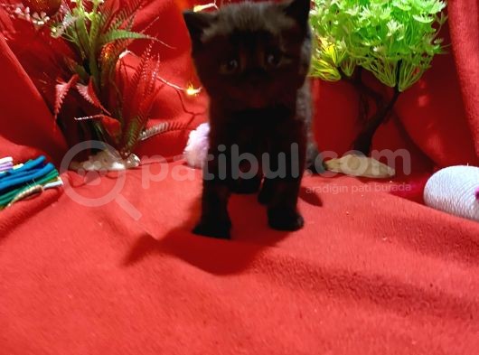 Black Coal British Yavrumuz görsel