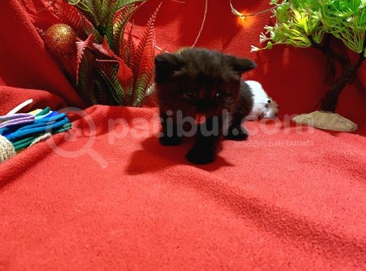 Black Coal British Yavrumuz görsel