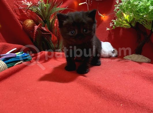 Black Coal British Yavrumuz görsel