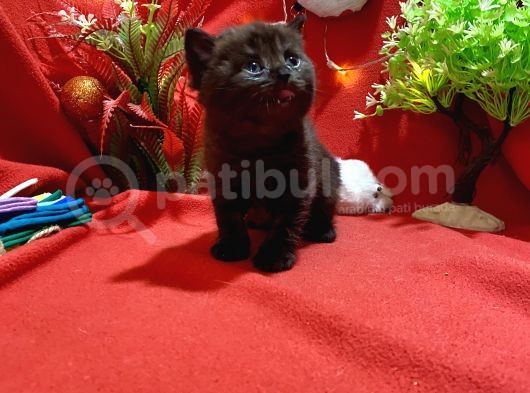 Black Coal British Yavrumuz görsel