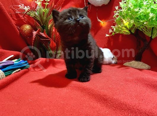 Black Coal British Yavrumuz görsel