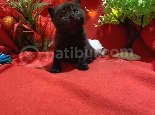Black Coal British Yavrumuz