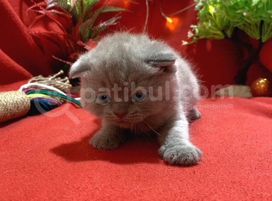 Orijinal Top Kafa Scotish Fold Lilac Yavrumuz görsel