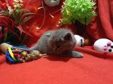 Orijinal British Shorthair Yavrumuz