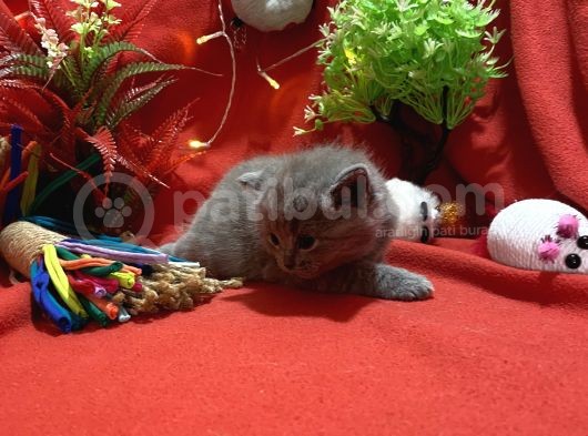 Orijinal British Shorthair Yavrumuz görsel