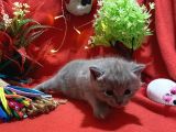 Orijinal British Shorthair Yavrumuz