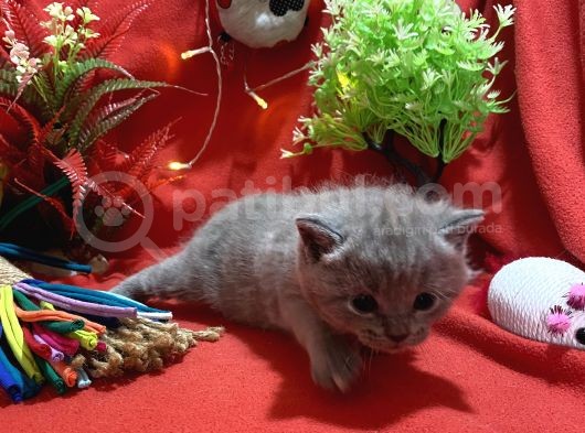 Orijinal British Shorthair Yavrumuz görsel