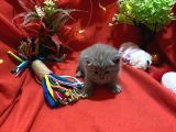 Orijinal British Shorthair Yavrumuz