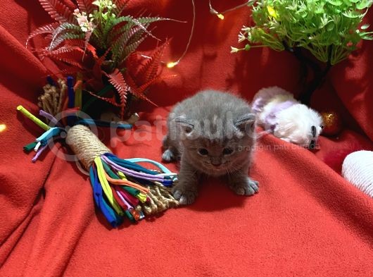 Orijinal British Shorthair Yavrumuz görsel