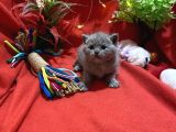 Orijinal British Shorthair Yavrumuz