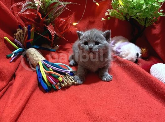 Orijinal British Shorthair Yavrumuz