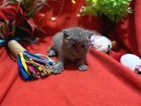 Orijinal British Shorthair Yavrumuz