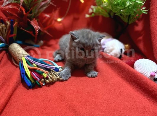 Orijinal British Shorthair Yavrumuz görsel