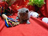 Orijinal British Shorthair Yavrumuz