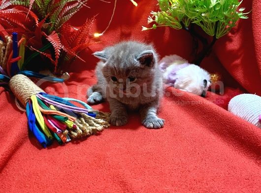 Orijinal British Shorthair Yavrumuz görsel