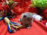 Orijinal British Shorthair Yavrumuz