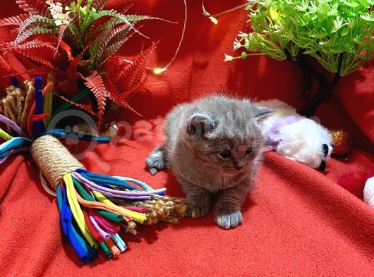 Orijinal British Shorthair Yavrumuz görsel