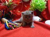 Orijinal British Shorthair Yavrumuz