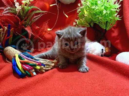 Orijinal British Shorthair Yavrumuz görsel
