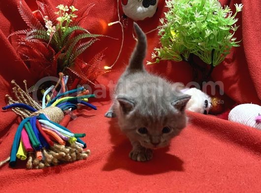 Orijinal British Shorthair Yavrumuz görsel