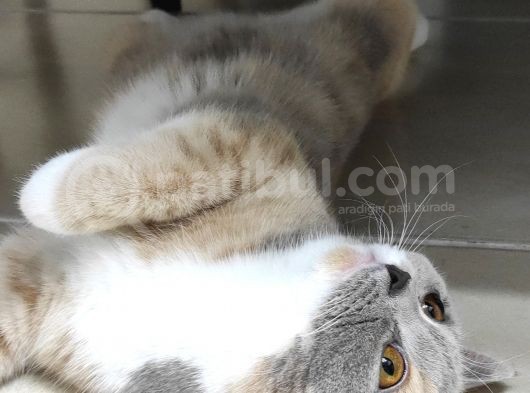 British Short Hair Dişi Kedimiz görsel