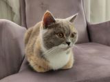 British Short Hair Dişi Kedimiz