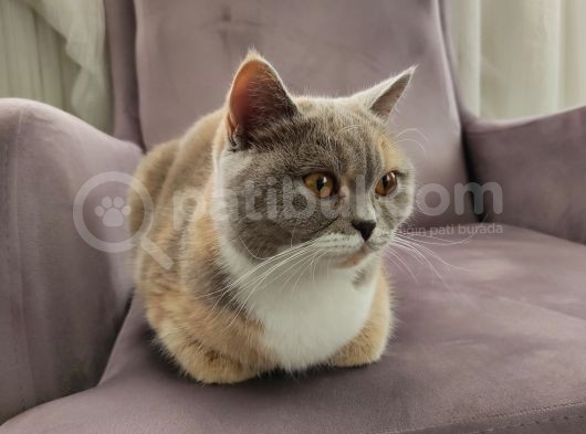 British Short Hair Dişi Kedimiz görsel