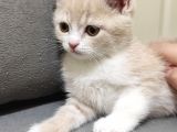 British Shorthair Erkek Yavru Kedi