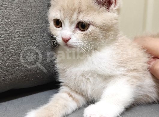 British Shorthair Erkek Yavru Kedi görsel