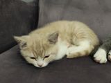 British Shorthair Erkek Yavru Kedi