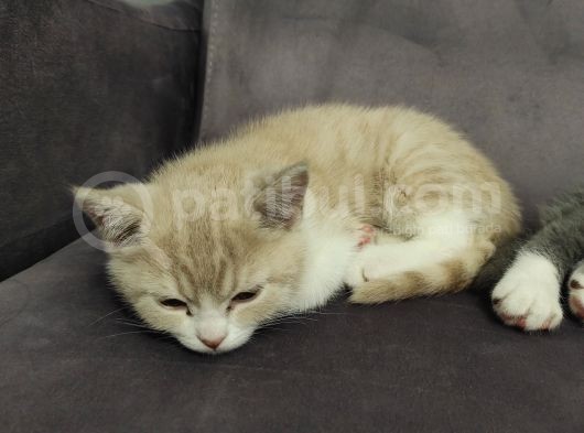 British Shorthair Erkek Yavru Kedi görsel
