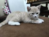British ShortHair Erkek Yavru Kedi